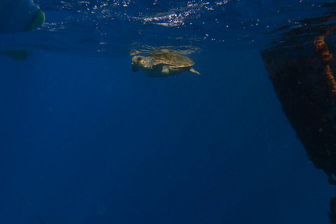 Guided Kayak Tour From Los Cristianos Beach Tenerife - Meeting Point Location