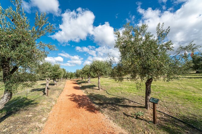 Guided Tour and Olive Oil Tasting in Ronda - Olive Oil Tasting Experience