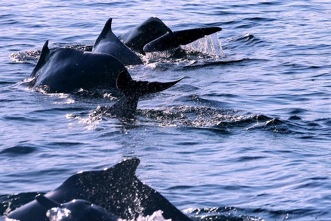 Half Day Dhow Cruise to the Fjords of Musandam - Ancient Villages Discovery