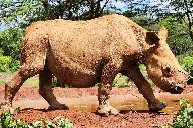 Half Day Tour to Elephant Orphanage & Giraffe Centre Nairobi - Excluded From the Tour