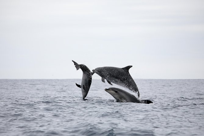 Half-Day Whale and Dolphin Watching Tour in Ponta Delgada - Experience Overview