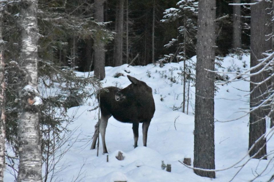 Hønefoss: 2-Day Moose Safari in Oslo's Wilderness - Dining Experiences