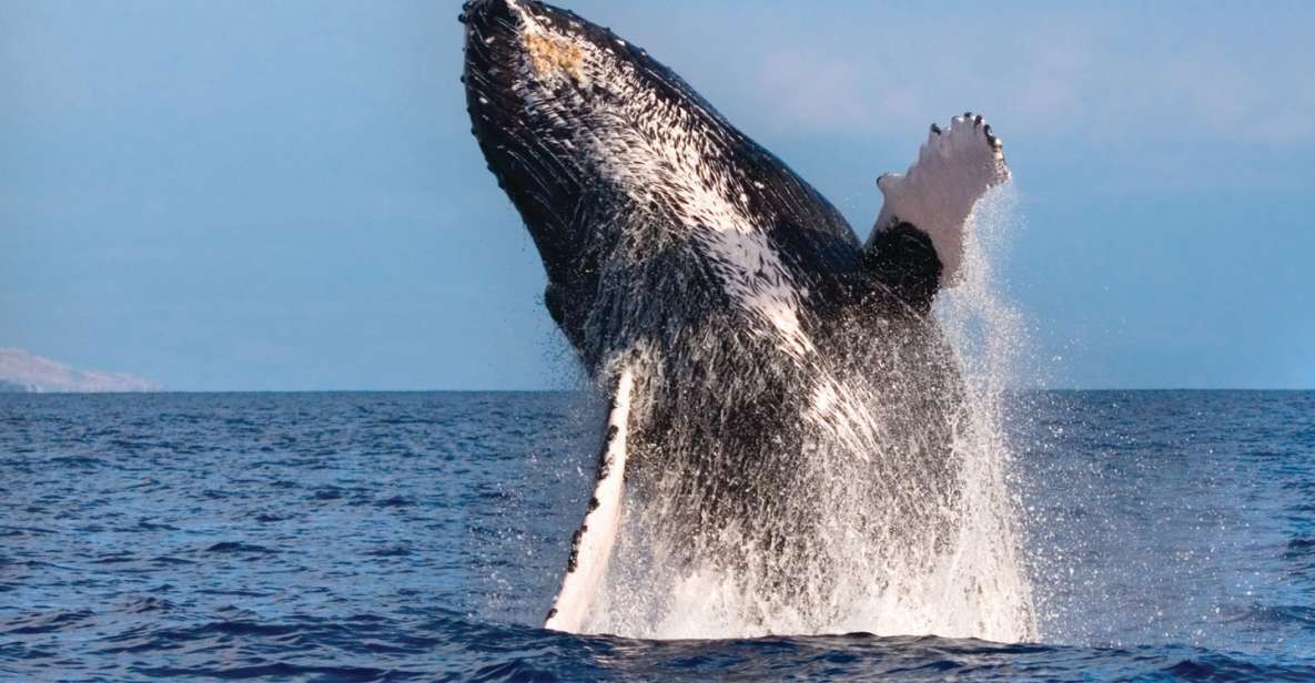 Honokohau: Kona Whale Watching Catamaran Cruise - Guaranteed Whale Sightings