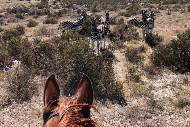 Horse Safari & Beach Ride Western Cape - Directions