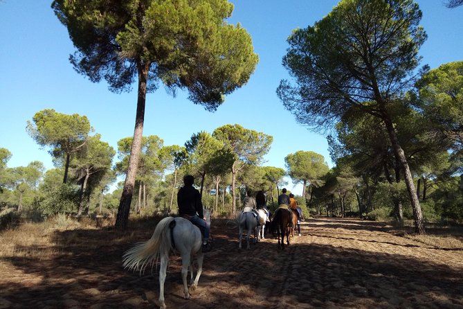 Horseback Riding Experience in Aljarafe, Doñana Park From Seville - Dining and Refreshments