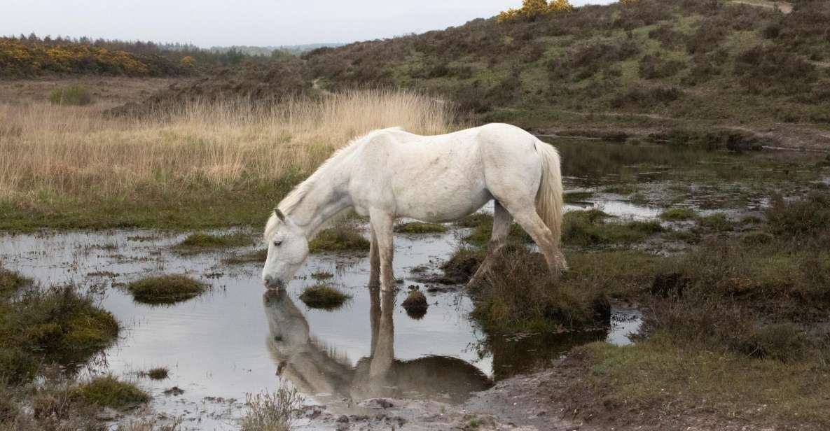 Introduction to the New Forest (Wilverley) - The Captivating New Forest Ponies