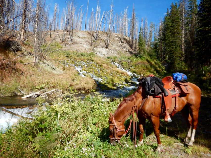 Jackson Hole: Bridger-Teton National Forest Horseback Ride - Included Gear and Sustenance