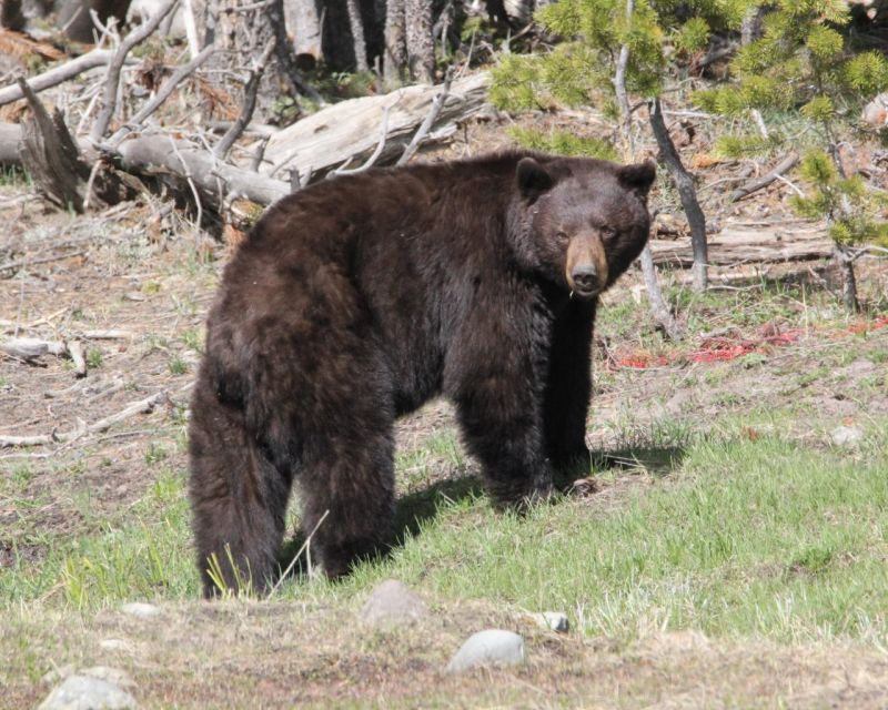 Jackson Hole: Yellowstone Lower Loop Upper Loop 2-Day Tour - Inclusions