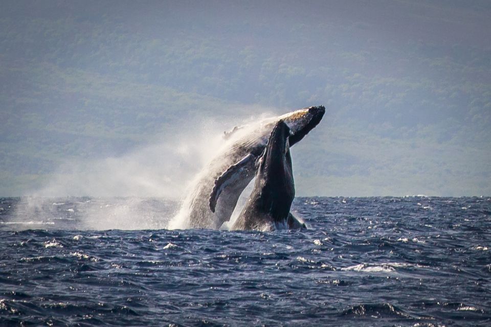 Kaanapali: Whale Watching Cruise With Open Bar - Departure and Scheduling Details