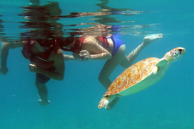 Kayak and Sea Turtle Snorkel With Beach Break - Additional Information