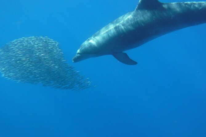 Kayak Route Along the Volcanic Coast in Tenerife South With Snorkeling - Accessibility and Fitness Requirements