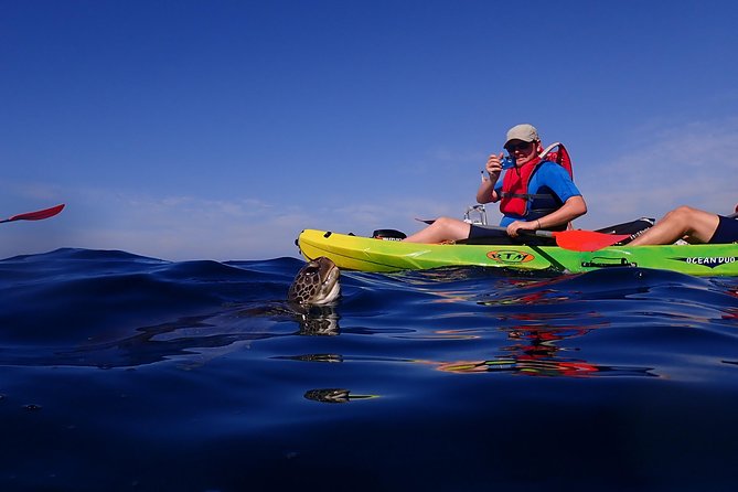 Kayaking With Dolphins and Turtles and Snorkelling in Tenerife - Meeting Point and Start Time