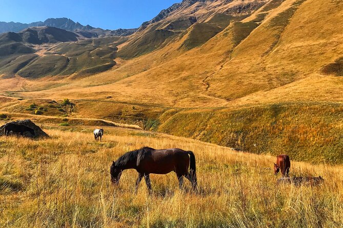 Kazbegi and Trusso Valley Off-Road Adventure - Pickup and Drop-off Arrangements