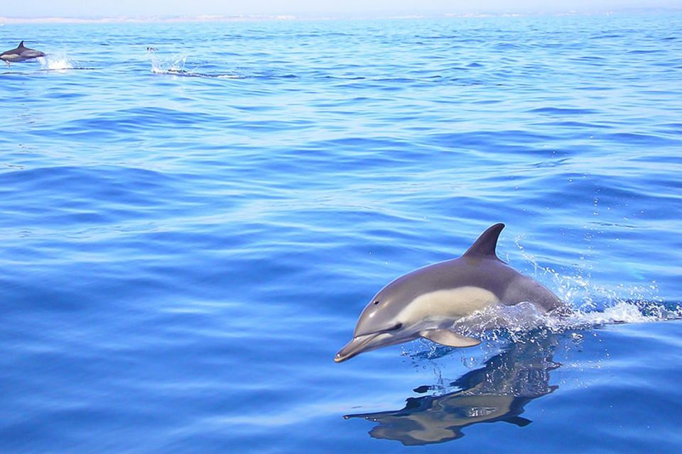 Lagos: Dolphin Watching With Professional Marine Biologists - Experience Highlights