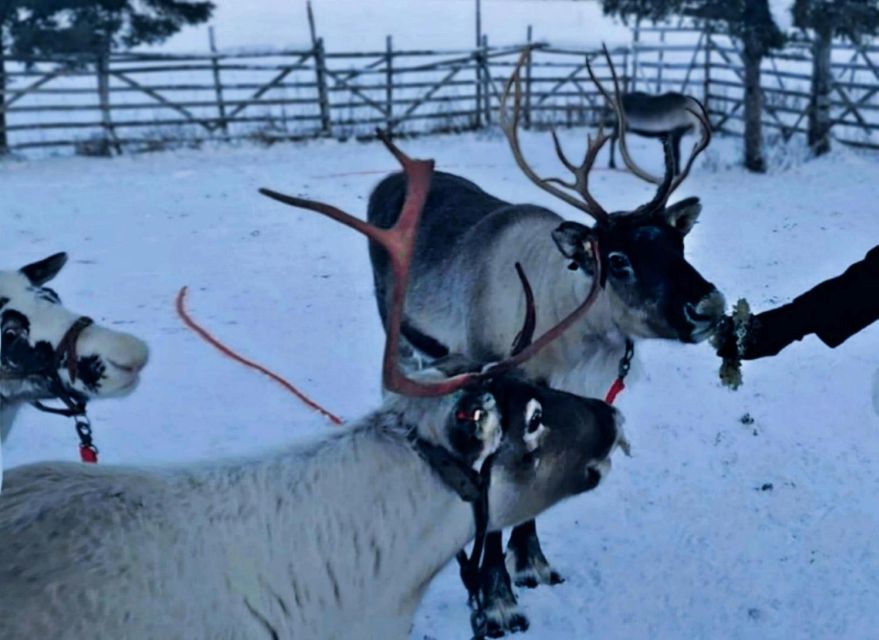 Levi: Lapland Reindeer Safari - Pickup and Drop-off Locations