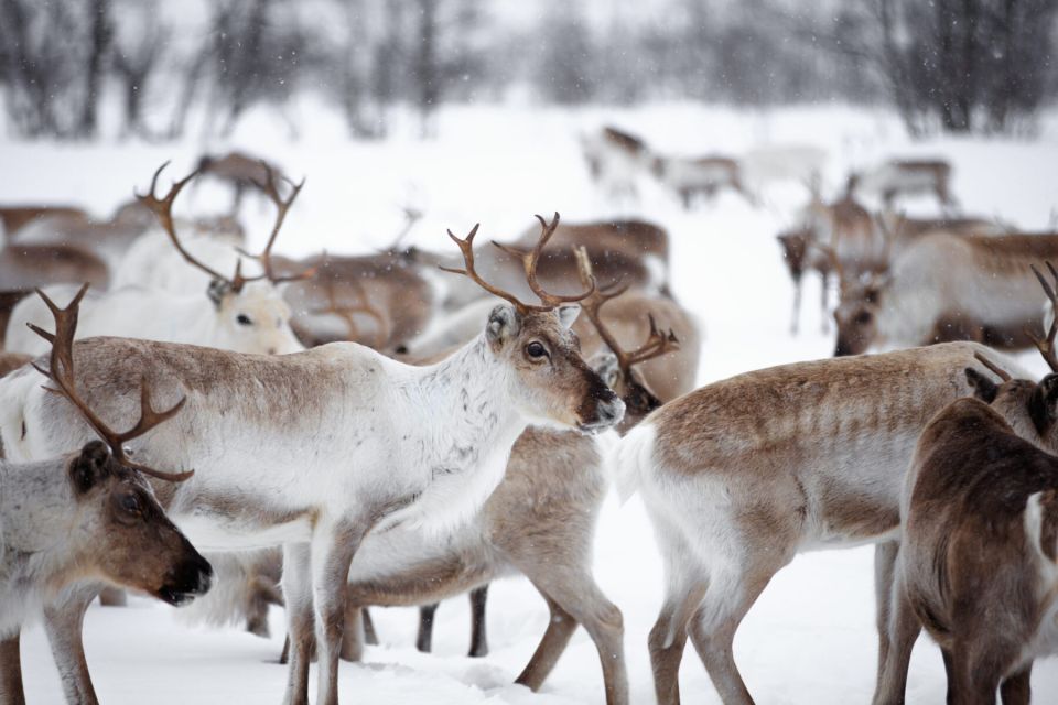 Levi: Traditional Reindeer Husbandry Experience - Inclusions