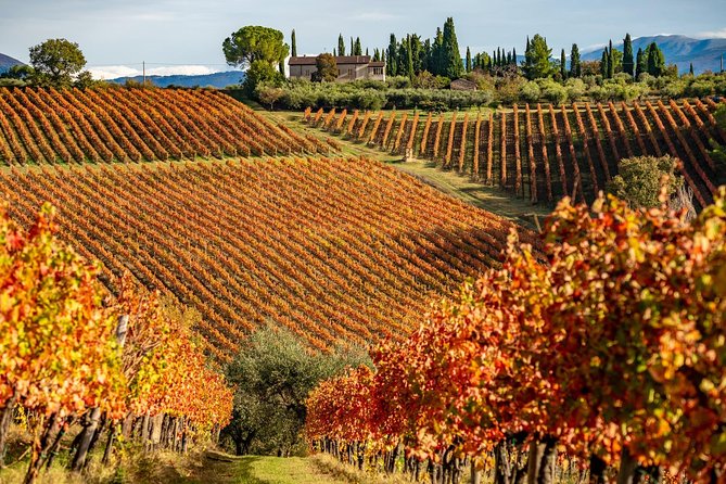 Livorno Shore Excursion: Chianti and Tuscany Countryside Private Wine Tour - Chianti Wine Region