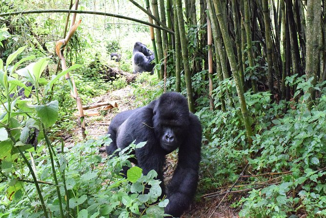 Lowland Gorilla Trekking in Kahuzi-Biega National Park - Pickup Information