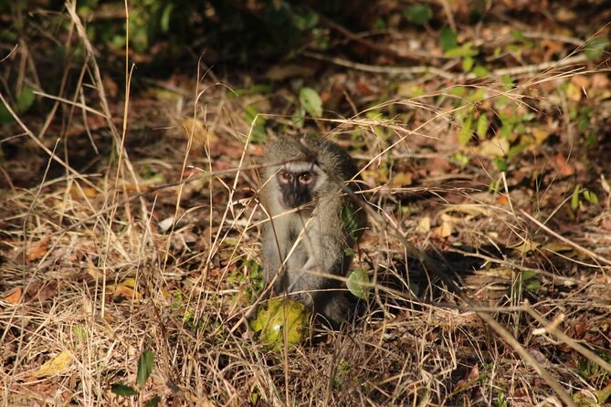 Maputo National Park (Maputo Special Reserve) Full-day Tour - Logistics and Transportation