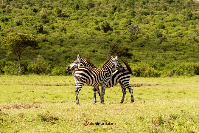 Masai Mara 3 Days Tour Safari Private 4WD Landcruiser - Start Time and Additional Info