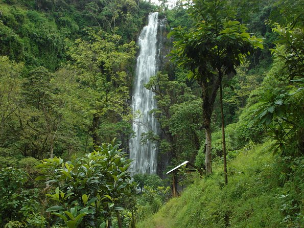 Materuni Waterfalls & Coffee Tour From Moshi - Pickup Details