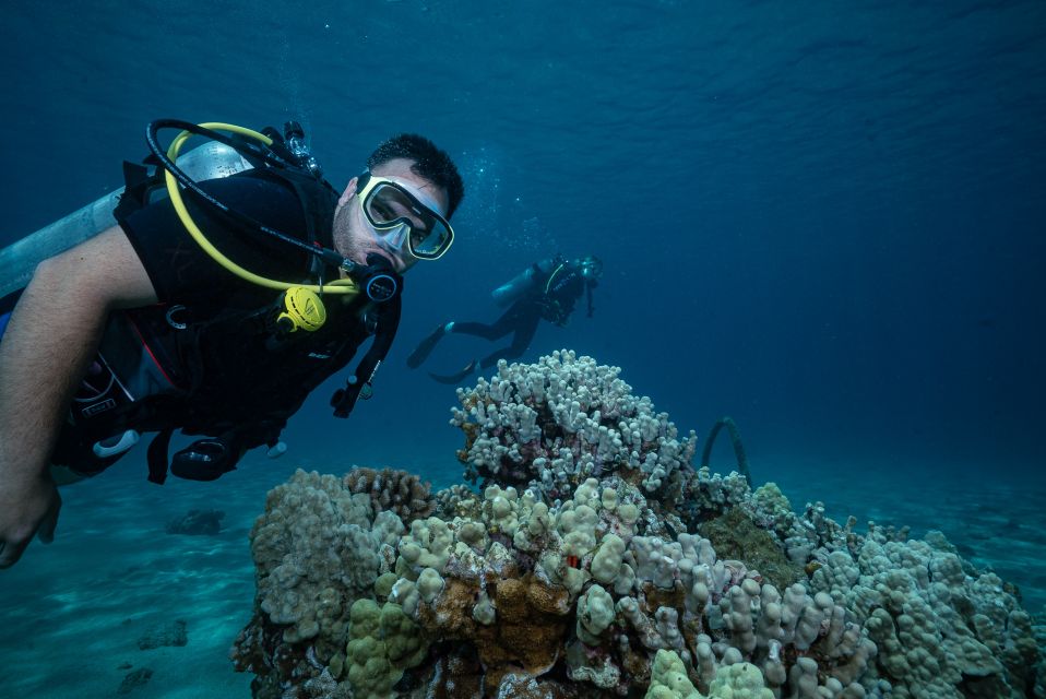 Maui: Small Group Shark & Turtle Scuba Dive From Shore - Dive Experience Highlights