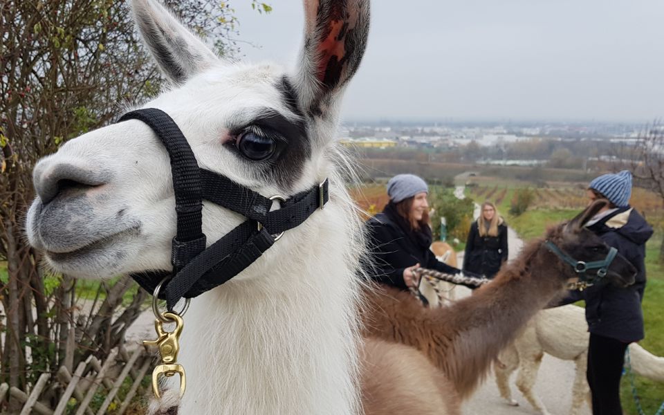 Modling: Scenic Guided Hike With Alpacas and Llamas - Meeting the Alpacas and Llamas