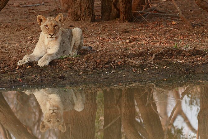 Morning Game Drive Safari Near Hoedspruit - Accessibility and Transportation