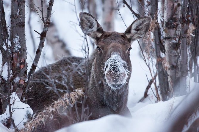 Morning Hike in Abisko National Park - Inclusions and Amenities