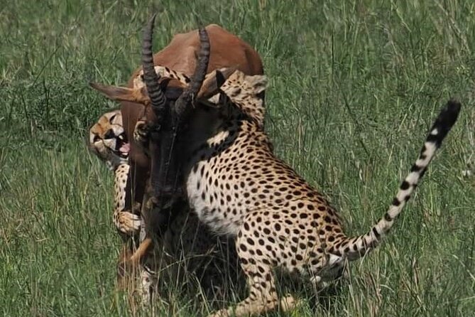 Nairobi Park Wildlife Safari - Start and End Point