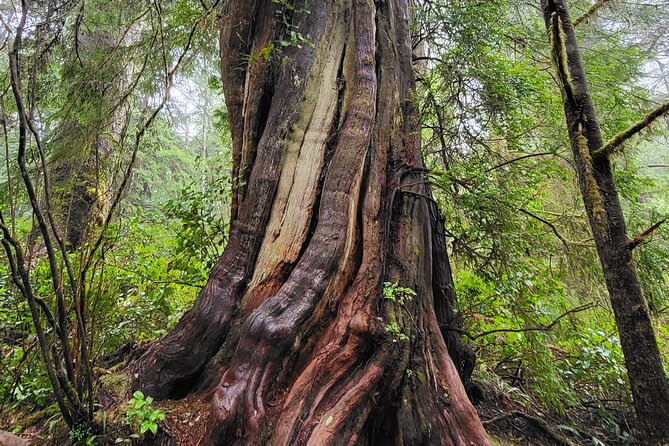 Nature Walks in Pacific - Meeting and Pickup Logistics