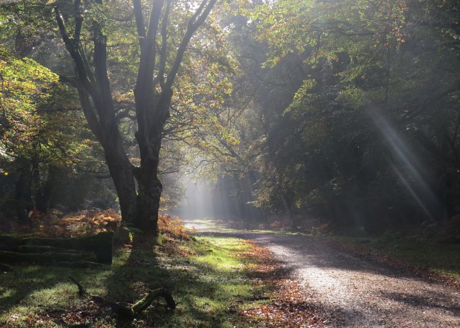 New Forest Discovery Walk (Lyndhurst) - Pricing and Booking Details