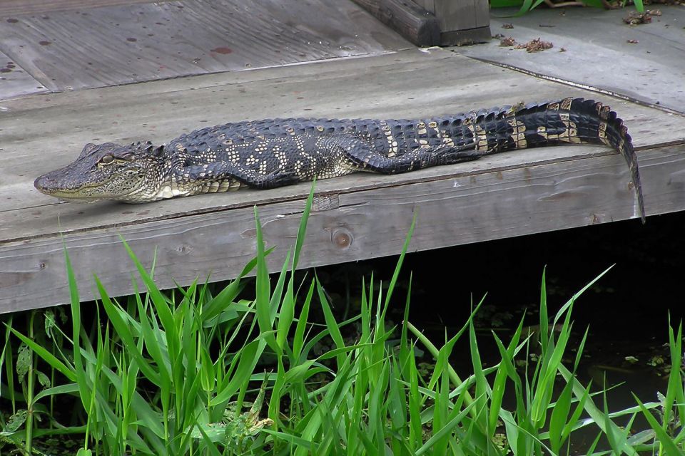 New Orleans: Destrehan Plantation & Airboat Combo Tour - Airboat Ride Highlights