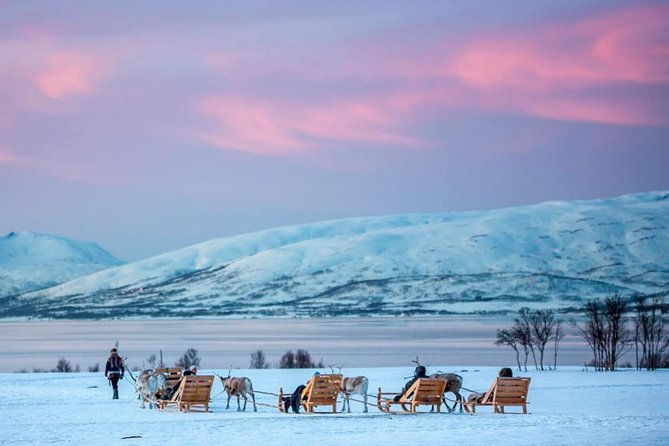 Night Reindeer Sledding With Camp Dinner and Chance of Northern Lights - Reindeer Feeding and Sled Ride