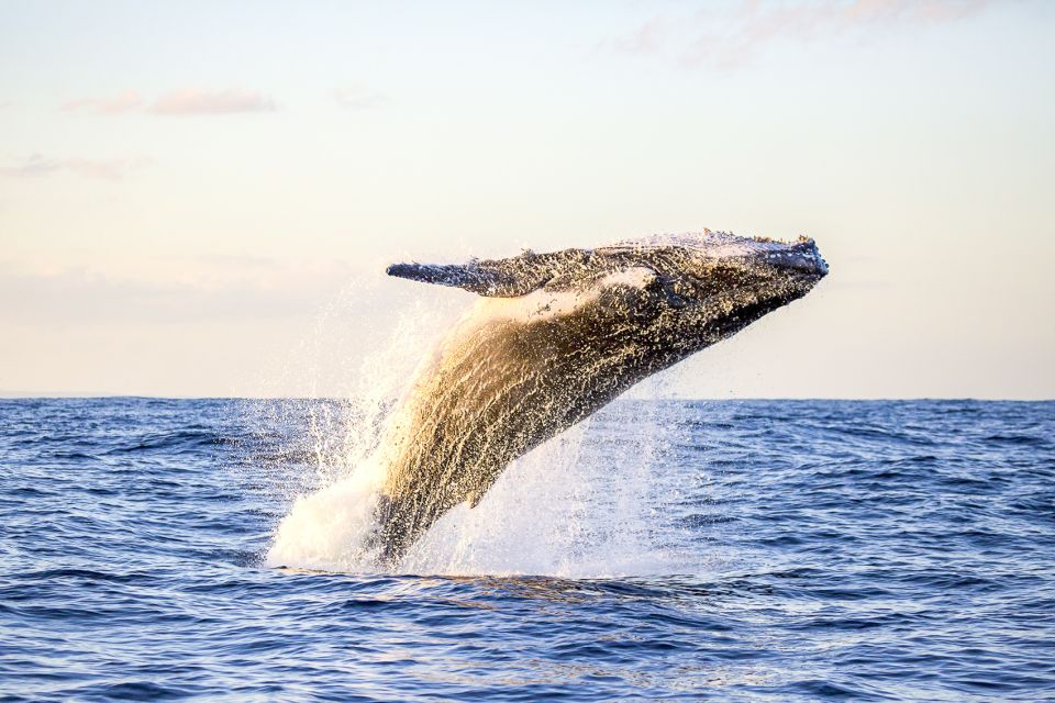 Oahu: Waikiki Eco-Friendly Afternoon Whale Watching Trip - Cruise Details