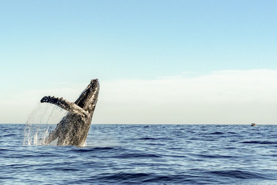 Oahu: Waikiki Eco-Friendly Morning Whale Watching Cruise - Tour Details