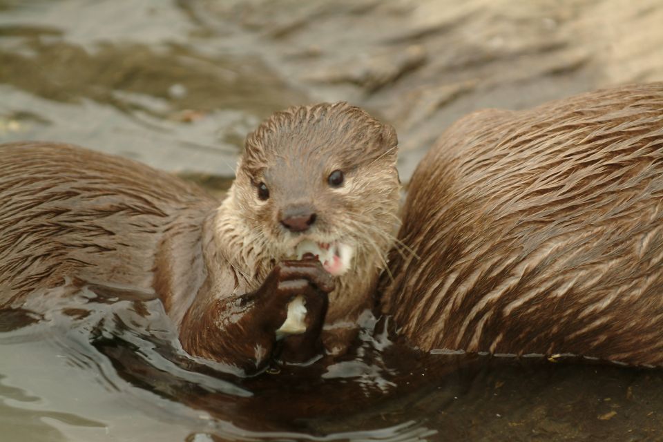 Oberhausen: SEA LIFE Ticket and Behind the Scenes Tour - Preparing Food and Feeding Sea Creatures