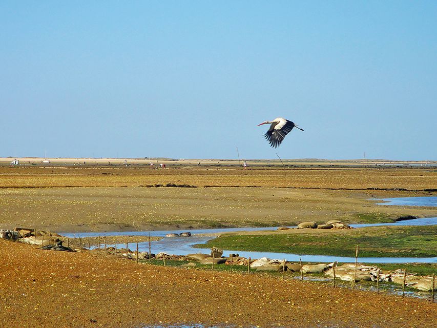 Olhão: 3-Hour Ria Formosa Boat Tour - Itinerary Highlights