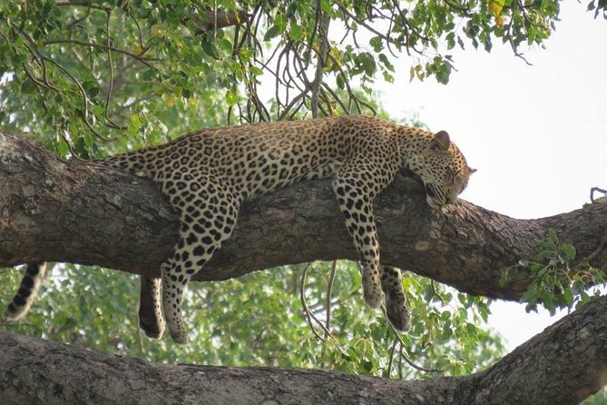 Open Vehical Safari in Kruger National Park Half Day - Photographic Opportunities on Safari