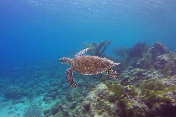 Open Water Diver Course at Blue Bay Dive in Curacao - Pickup and Meeting Point