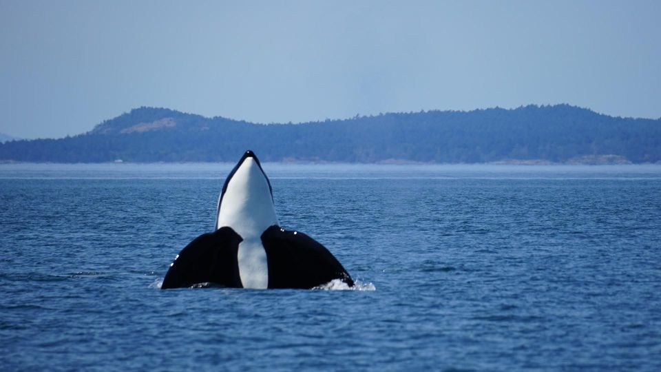 Orcas Island: Orca Whales Guaranteed Boat Tour - Tour Duration and Inclusions