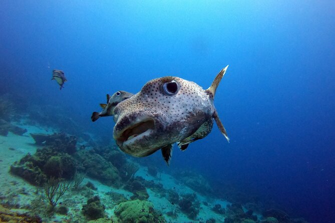 PADI Discover Scuba Dive - Meeting and Pickup