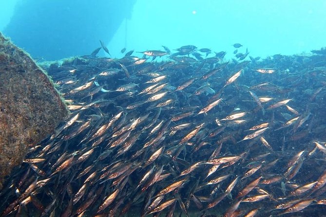 PADI Open Water Course in Gran Canaria - Location and Dives