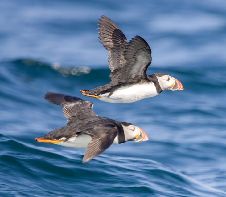 Padstow: Guided RIB Sealife Safari - Spotting Marine Wildlife