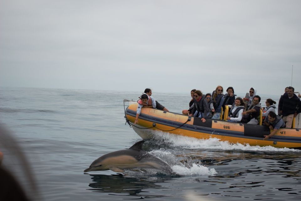 Peniche: Dolphin Route Boat Trip - Characteristic of Roaz Corvineiro