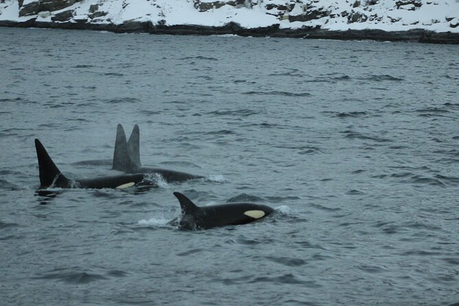 Polar Whale Safari From Tromsø - What to Expect