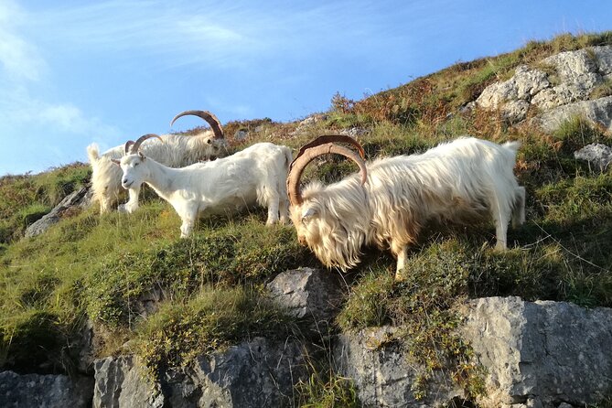 Portmeirion, Castles and Snowdonia Tour - Meeting and Pickup