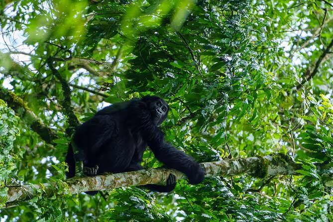 Private 3 Day Gorilla Trekking Safari in Uganda - Observing Gorilla Families in Habitat