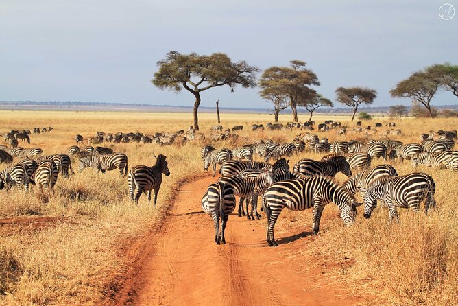 Private 4-Days Northern Circuit National Parks in Tanzania - Activities and Experiences