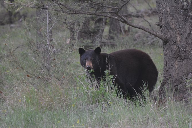 Private Birdwatching Activity in Penticton - Tour Details